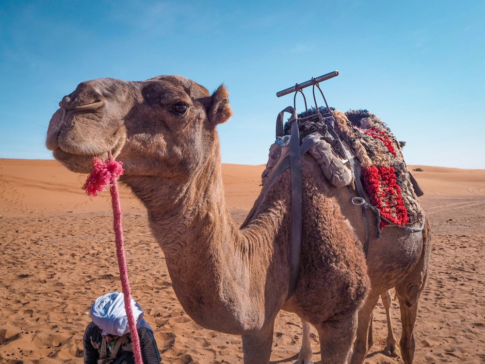 Camel riding is an activity you need to thoroughly research if you want to travel responsibly in Morocco