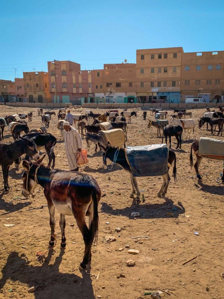 a donkey parking lot near Rissani market in Morocco