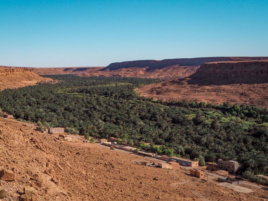 Palm grove of Ziz valley oasis in Morocco