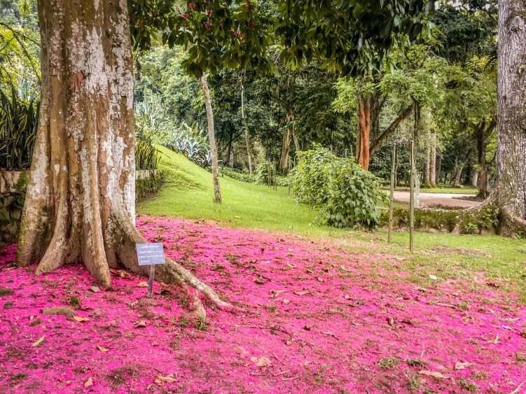 a tree with bright purple petals in the Botanical Gardens of Rio