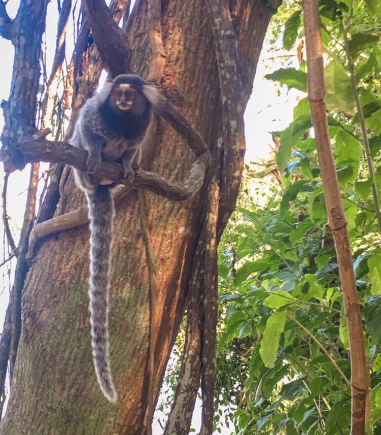 Marmoset monkeys whom you can frequently spot on the hike to Morro da Urca mountain