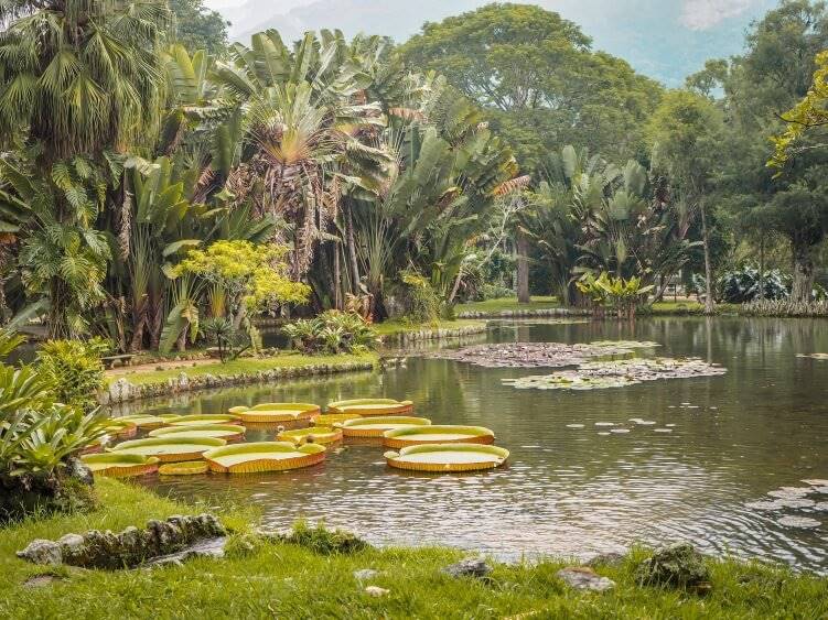 lush tropical plants and a pond with giant Amazon water lilies in the Botanical Garden of Rio de Janeiro