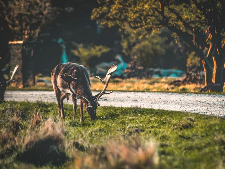 Deer eating grass on a meadow in the Deer Park, one of the many Copenhagen hidden gems