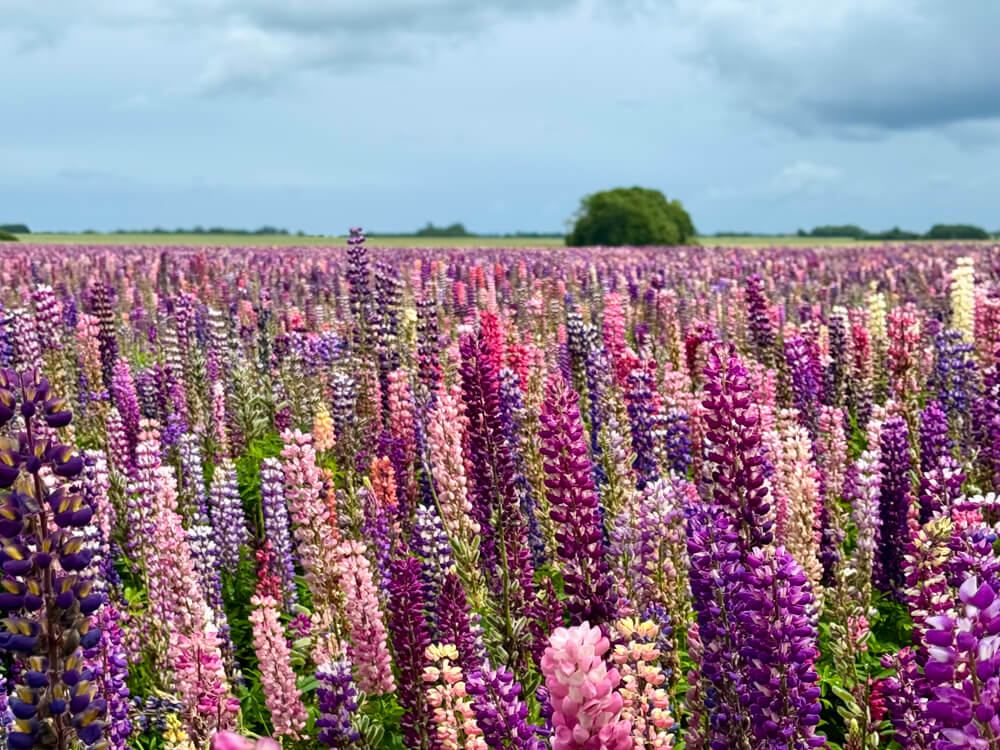 Dense field of multicoloured lupine flowers in pink, purple and white in bloom across the flat Danish countryside with a lone tree visible on the horizon.