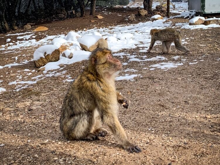 Barbary macaque in the snow-covered Atlas mountains in Morocco