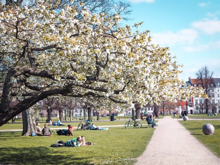 A blooming tree during spring in the King's Garden which is one of the most popular parks in Copenhagen and a place that should be in every Copenhagen bucket list