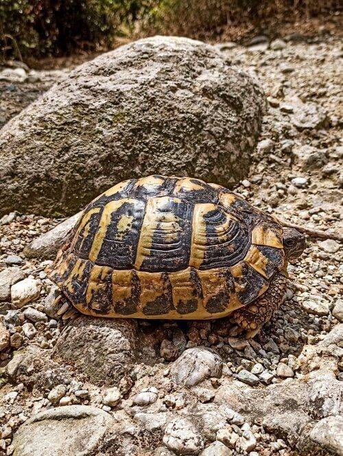 a turtle in Meteora region