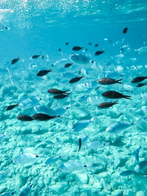 a school of small grey and black fish in the waters around Kleftiko cliffs in Milos