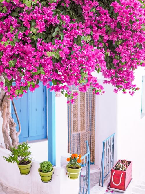 A whitewashed house with blue doors and a large bougainvillea tree with purple flowers in the town of Plaka in Milos