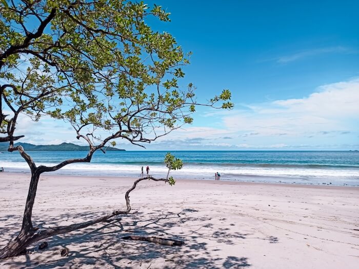 a tree growing on a white sand beach at Playa Flamingo, Costa Rica