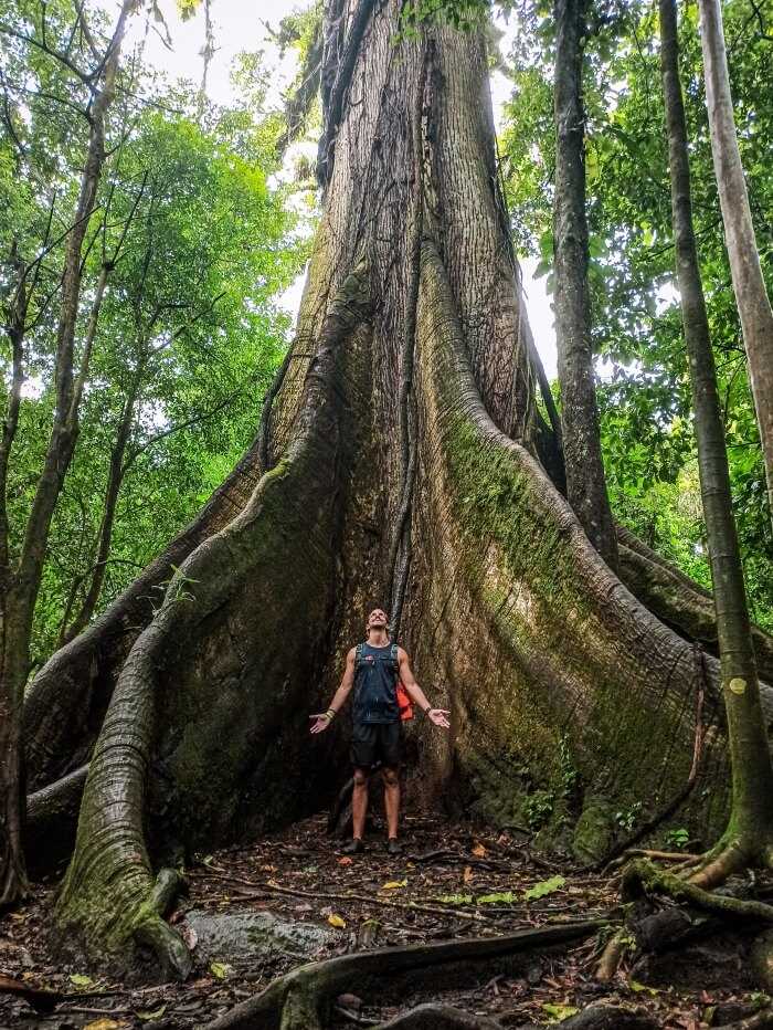 a man standing between the massive roots of a 400-year-old ceiba tree in Arenal Volcano National Park