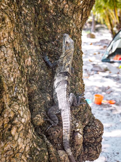 an iguana climbing up a tree trunk