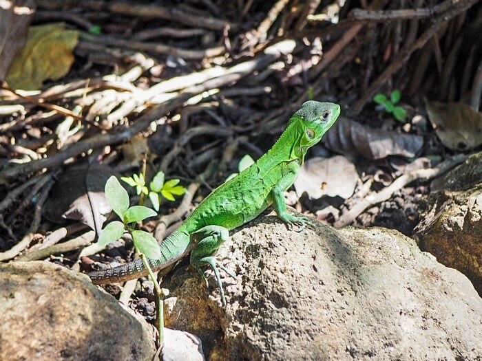 a big bright green lizard standing on a rock in Playa Flamingo, Costa Rica