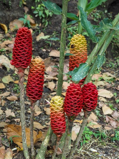 red cone-shaped flowers in Mistico Park