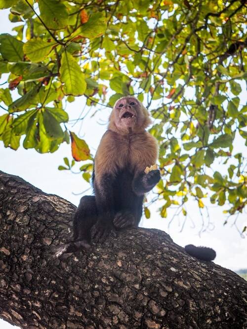 a white-faced capuchin monkey sitting on a branch and eating a piece of fruit