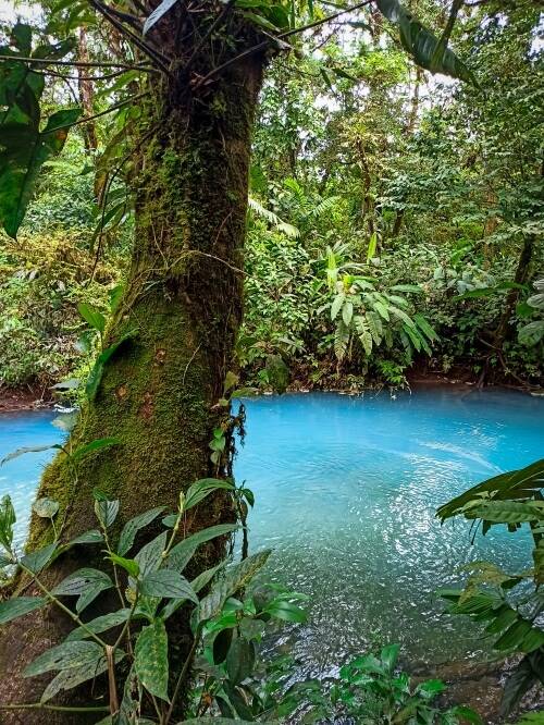 Bright blue Rio Celeste river and a large moss-covered tree leaning above the river