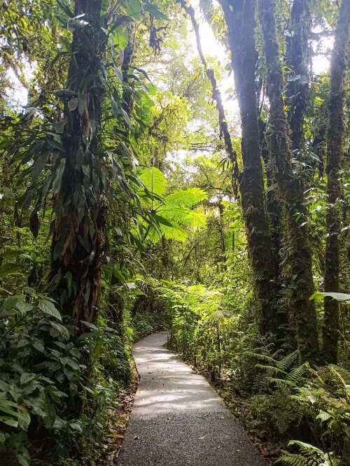 a pathway leading through the lush cloud forest of Santa Elena