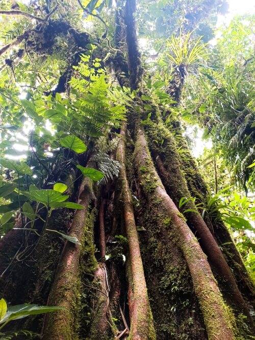 a tree trunk covered with moss and green plants in a cloud forest in Monteverde