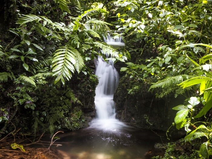 a small waterfall hidden between foliage in Santa Elena Cloud Forest reserve in Monteverde