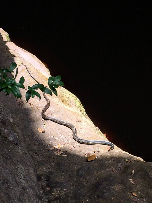 a snake relaxing on a rock in a national park in Brazil