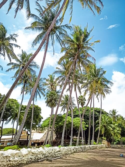 A row of tall palm trees bordering the beach in Tamarindo