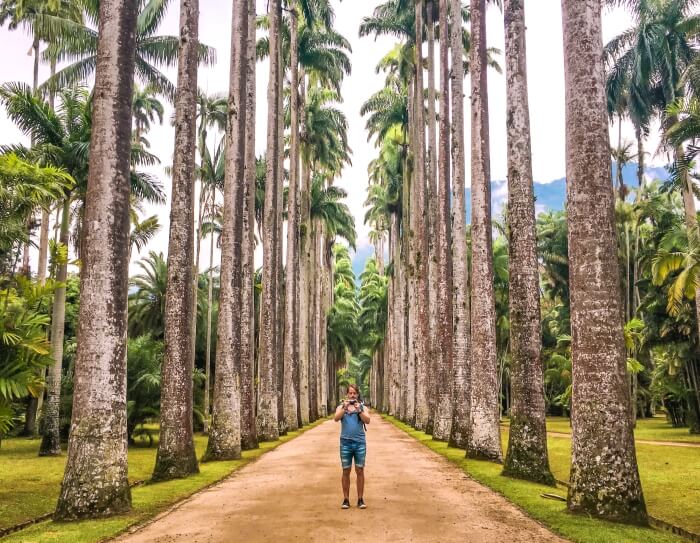 An avenue lined with towering palm trees in Rio de Janeiro's botanical garden