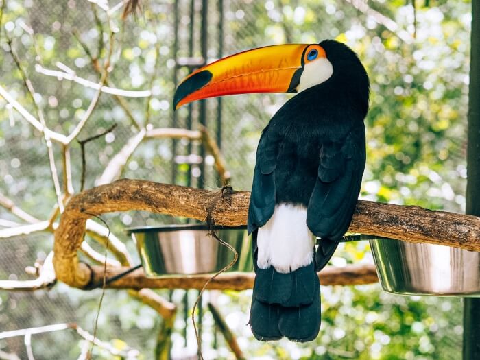 A toucan sitting on a branch in Parque das Aves bird sanctuary near Iguazu Falls, a great place to include in your 10 days in Brazil itinerary
