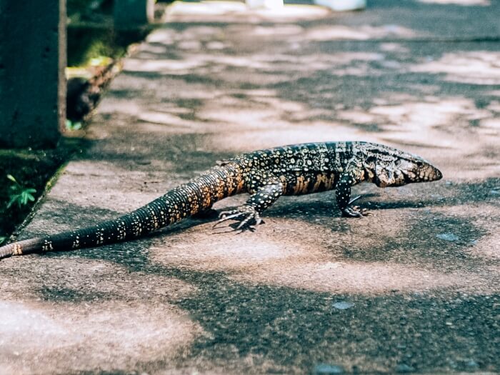 A large dotted lizard crossing a walkway, one of the most common animals at Iguazu Falls National Park