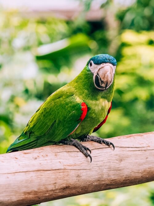 A green parrot standing on a wooden railing at Parque das Aves, one of the best places to visit at Iguazu Falls