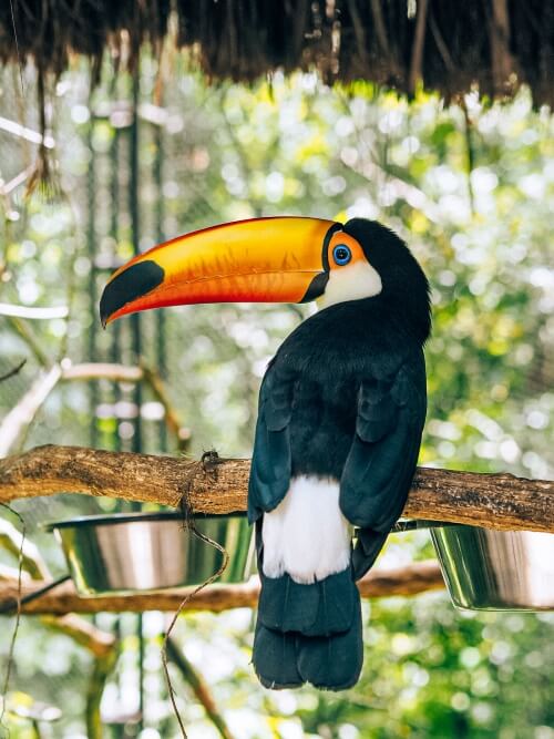 A toucan with a large orange beak at Parque das Aves, a sanctuary for Atlantic Rainforest birds