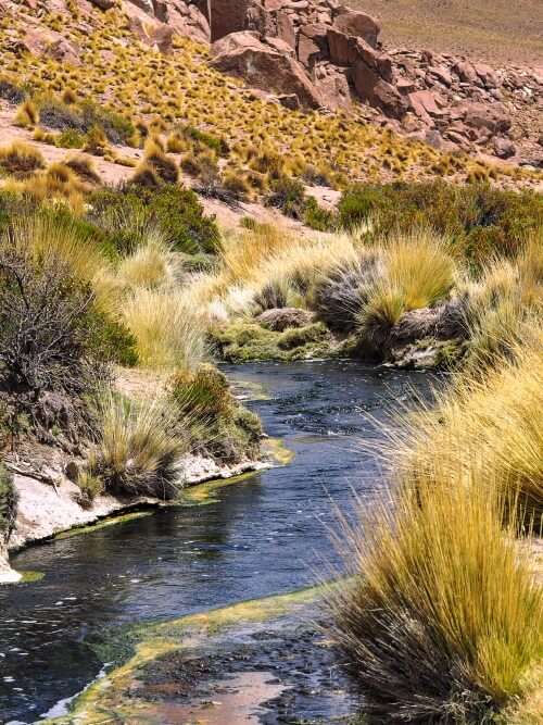 A hot spring river surrounded by green shrubs at Geyser Blanco in Chile