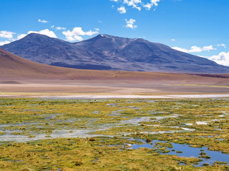 A view of green wetland and the Andes mountains on the way to Geyser Blanco, one of the best things to do in the Atacama Desert