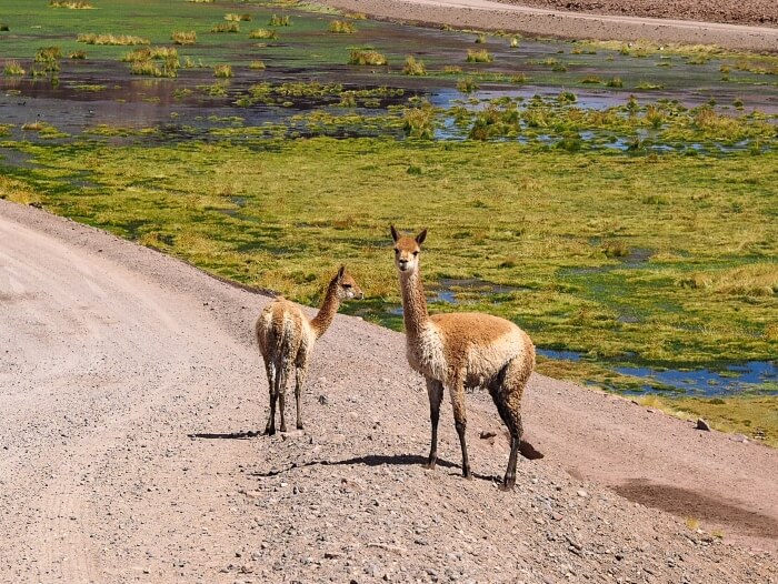 two curious vicunas (relatives of llama) standing next to a bright green wetland in the Andes