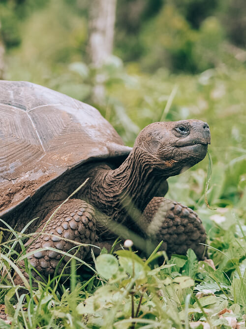 Galapagos giant tortoise at El Chato Reserve on Santa Cruz Island in Galapagos