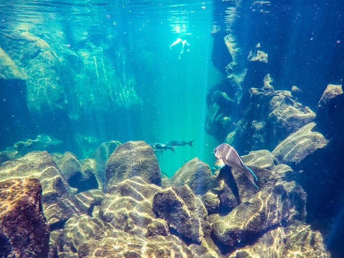 Snorkeling in the blue waters of Las Grietas on Santa Cruz Islands is undoubtedly one of the most unique Galapagos land based tours to take.