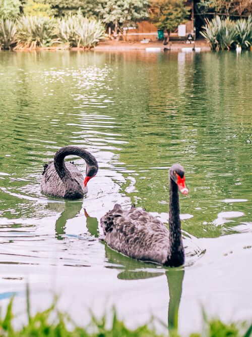 black swans on the lake in Ibirapuera park