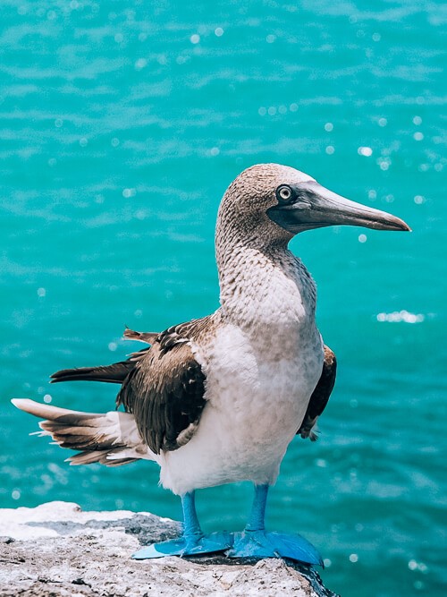 blue footed booby, one of the most famous Galapagos Islands animals