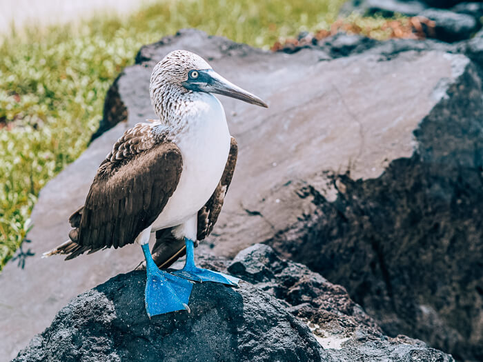 A blue-footed booby standing on a lava rock, one of the coolest animals to see when you're backpacking Galapagos