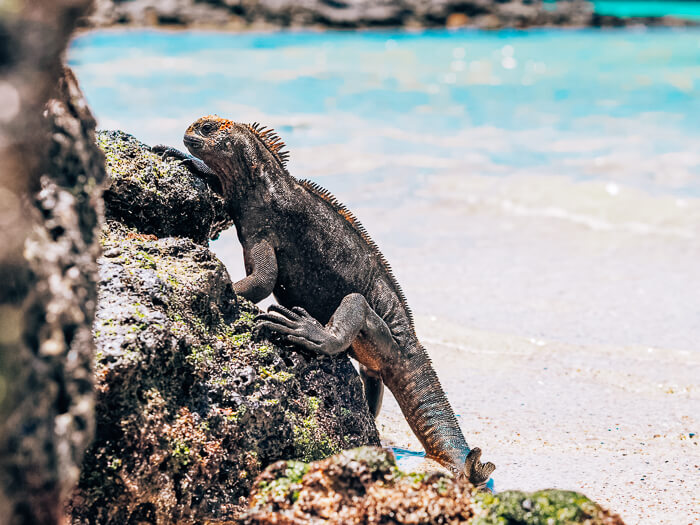 A marine iguana at Playa de la Estacion on Santa Cruz Island, Galapagos.