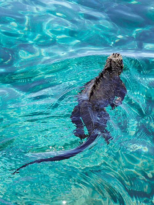 a swimming marine iguana at Concha de Perla, Isabela island