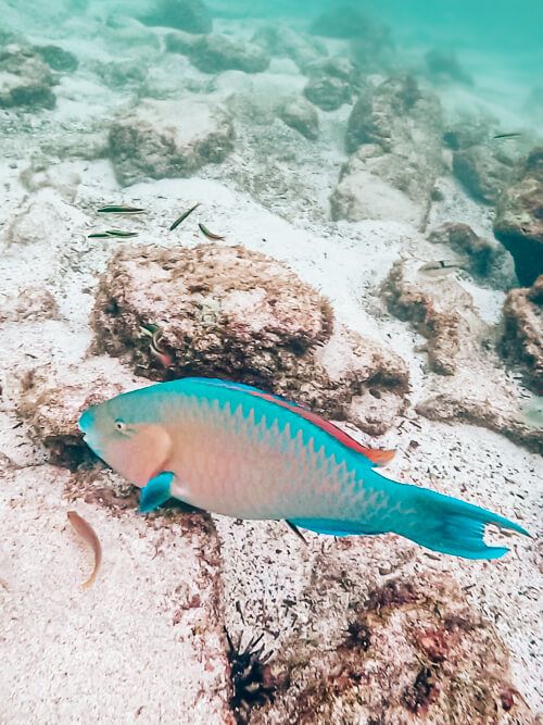 a colorful parrotfish, a common fish to see when snorkeling in the Galapagos Islands, Ecuador