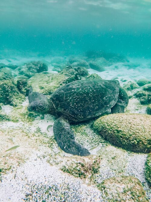 A sea turtle at La Loberia beach, San Cristobal Island