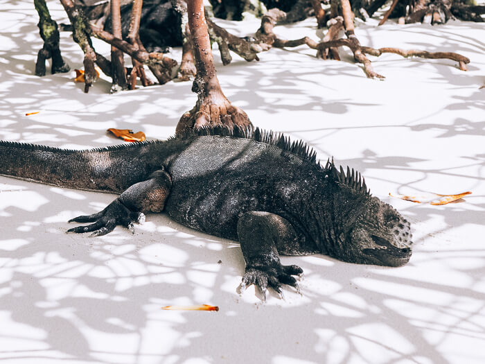 A marine iguana, one of the most common animals you'll see when backpacking Galapagos