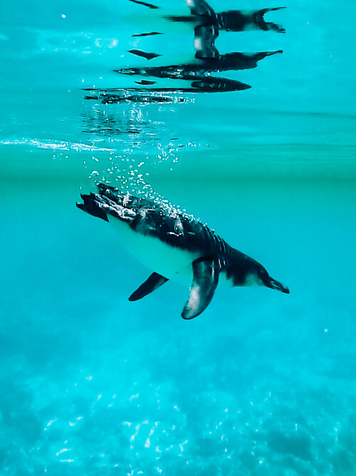 Swimming with Galapagos penguins at Isabela island is one of the best Galapagos land based tours to take