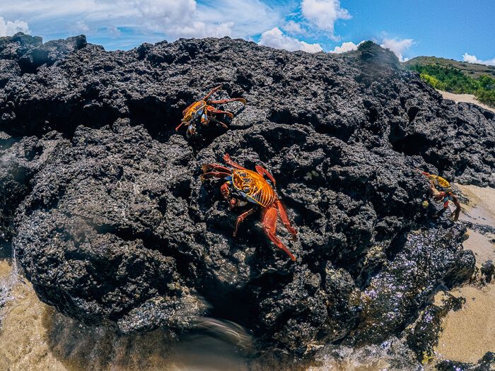 Sally lightfoot crabs standing on a volcanic rock, one of the most common animals to see when visiting Galapagos on a budget