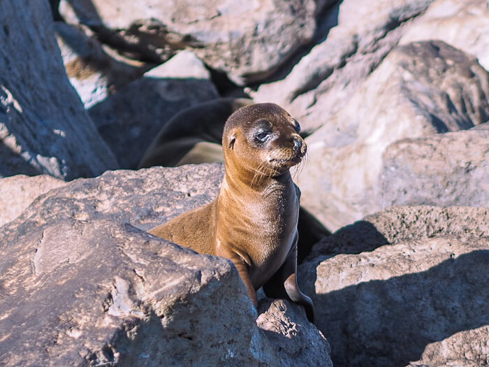 Walking along the Malecon at San Cristobal island and observing the hundreds of sea lions is one of the best things to do in Galapagos Islands