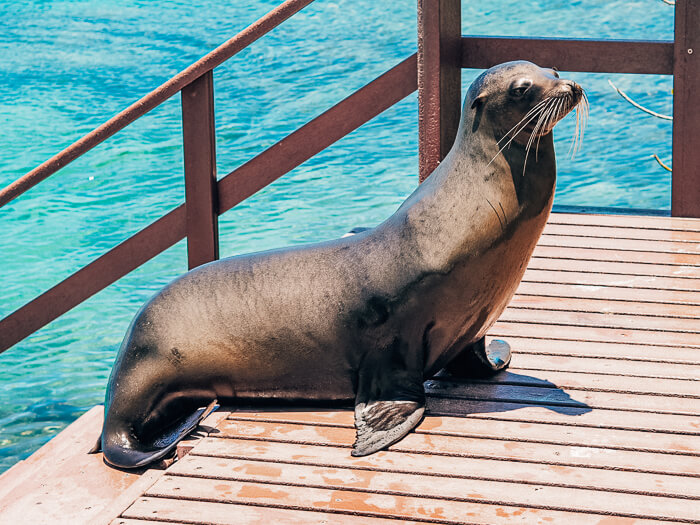 A sea lion standing on a staircase on Isabela island, Galapagos