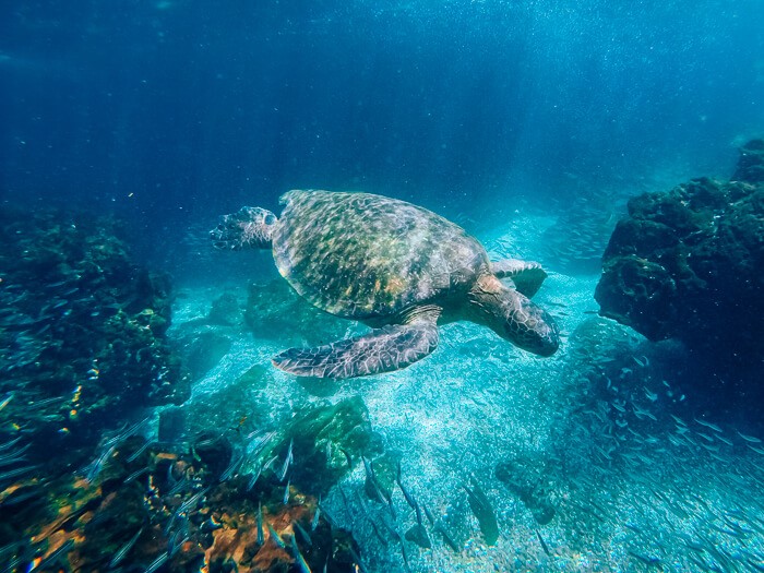 A sea turtle swimming in turquoise water, an animal you can easily spot even when you're backpacking Galapagos on a budget