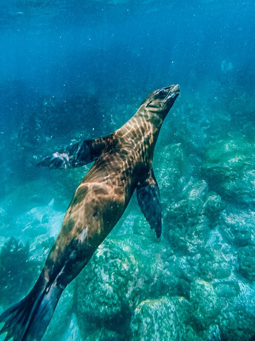 Swimming with sea lions at San Cristobal is one of the best free things to do in the Galapagos Islands