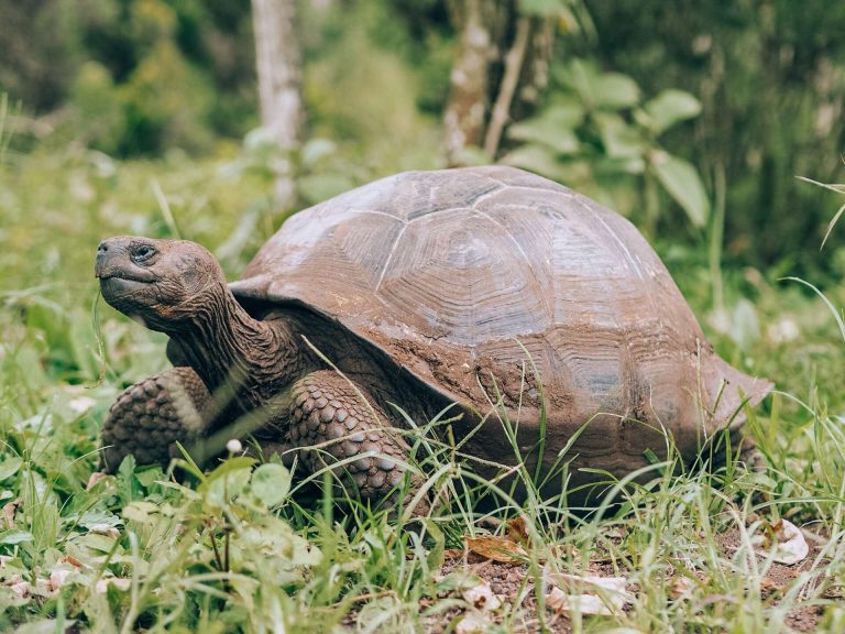 Galapagos land based tours and activities that won’t break your bank